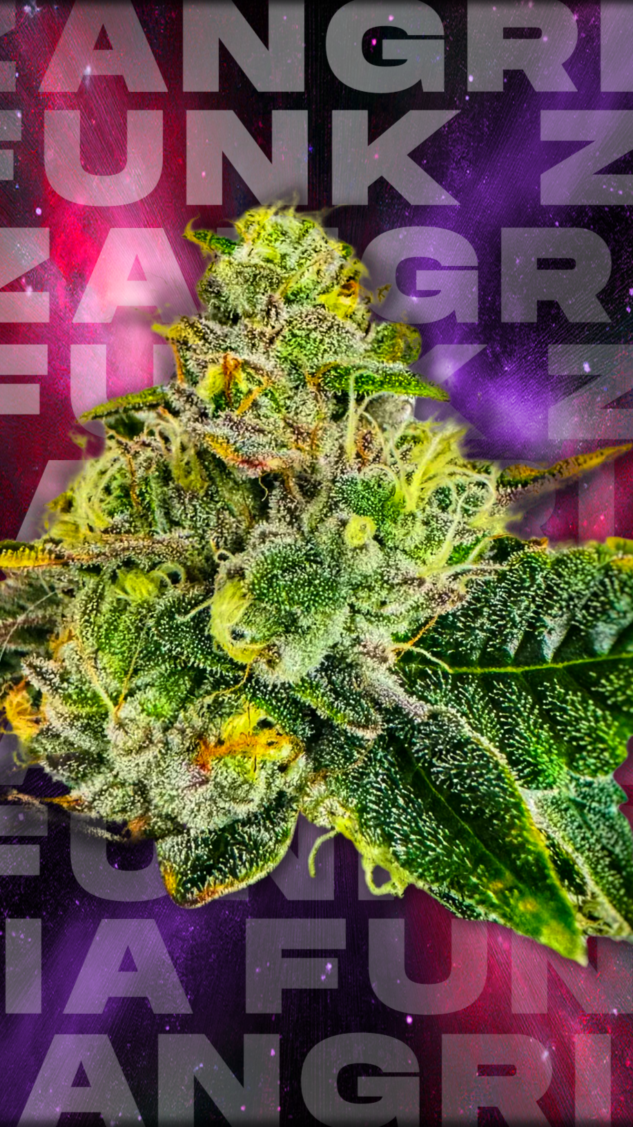 Zangria Funk