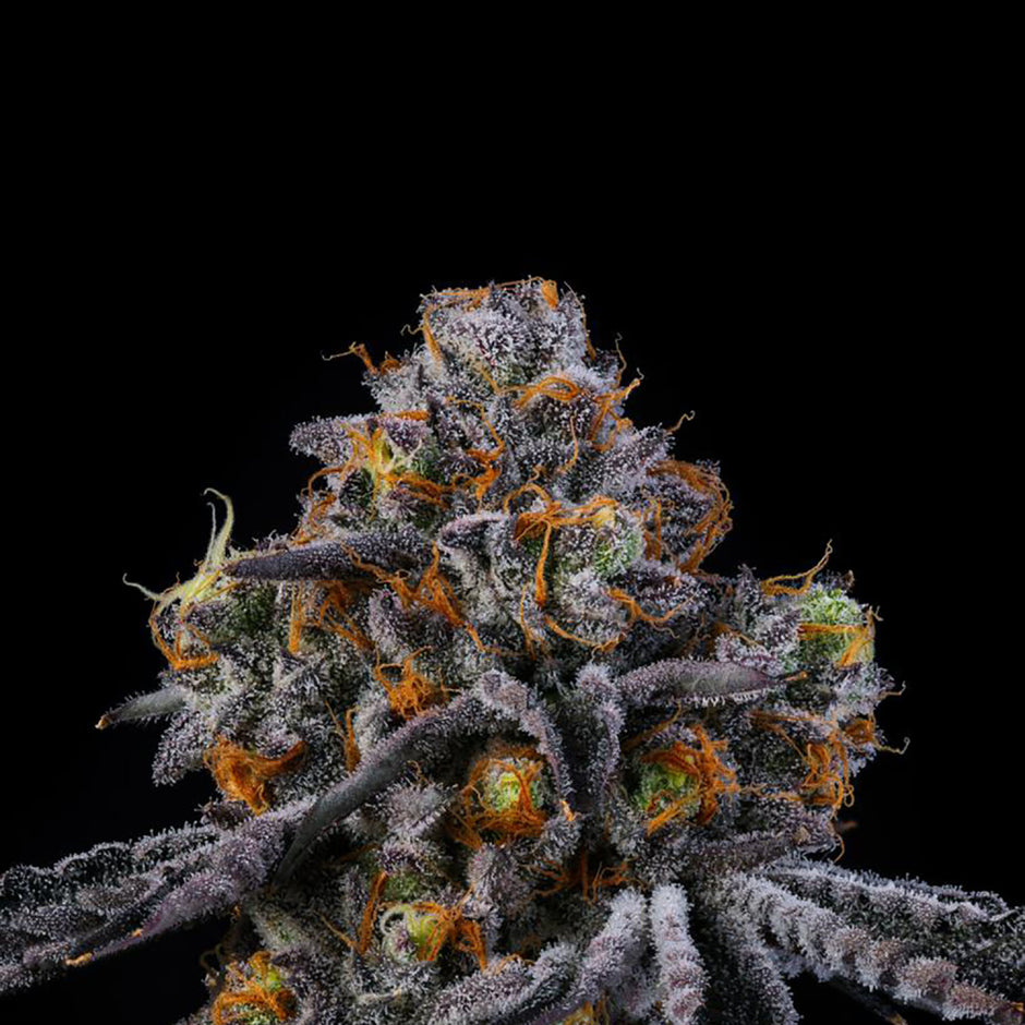 Wizard Trees Genetics