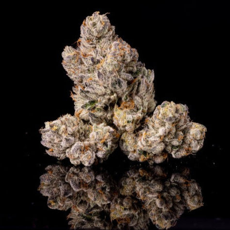 11:11 x Zangria – Wizard Trees Genetics
