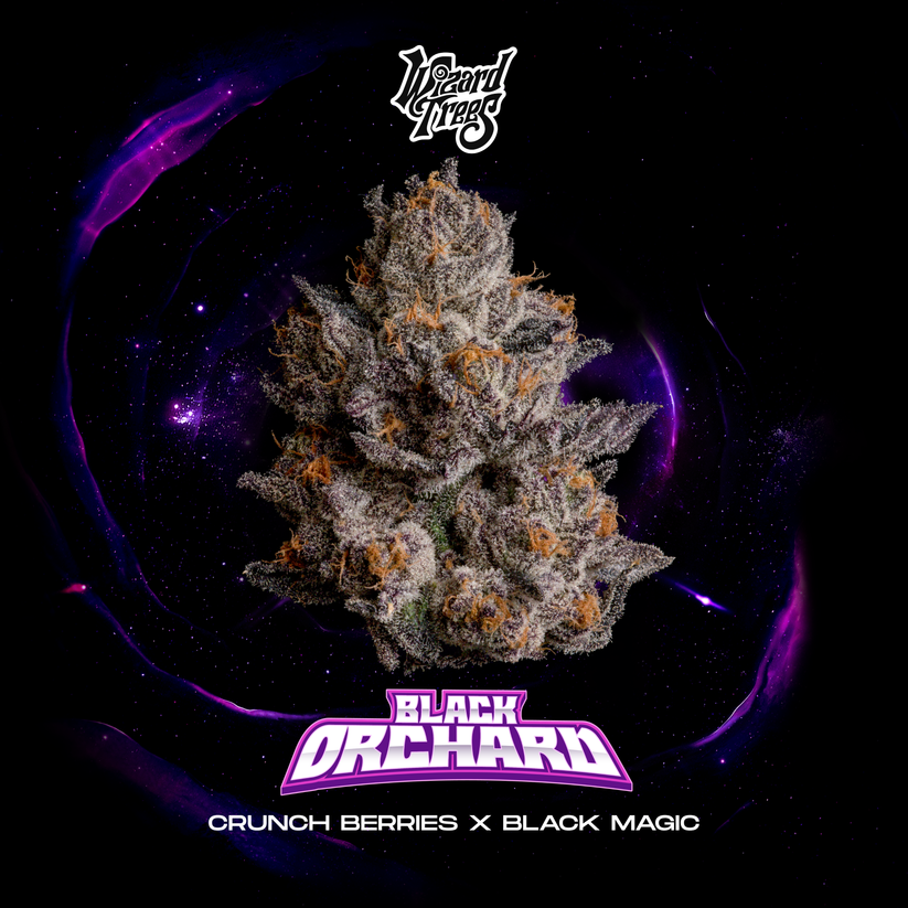 Black Orchard – Wizard Trees Genetics