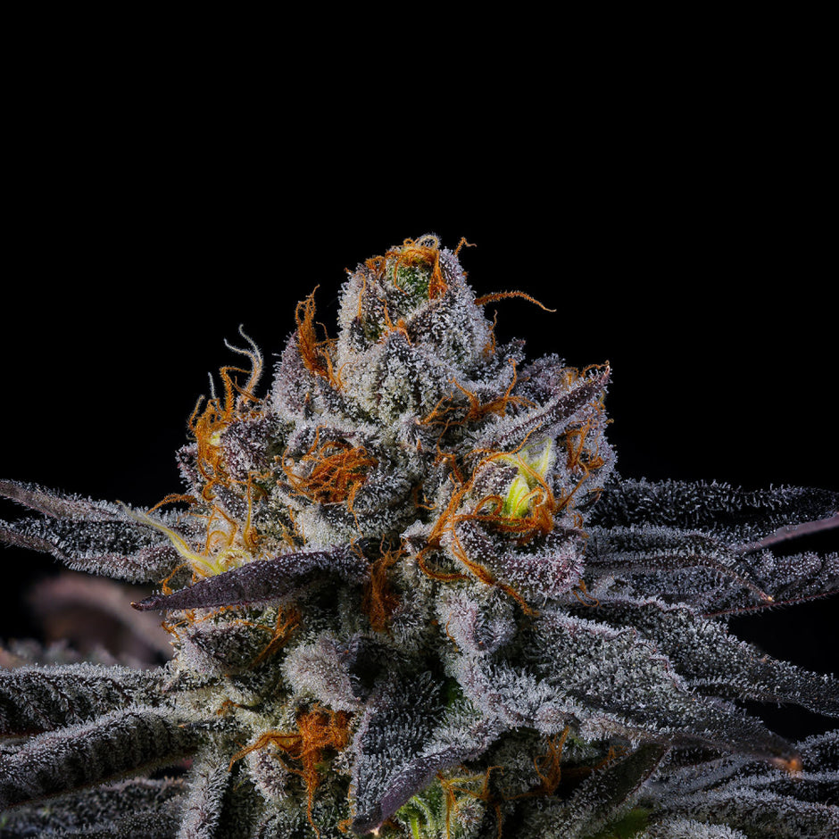 Wizard Trees Genetics