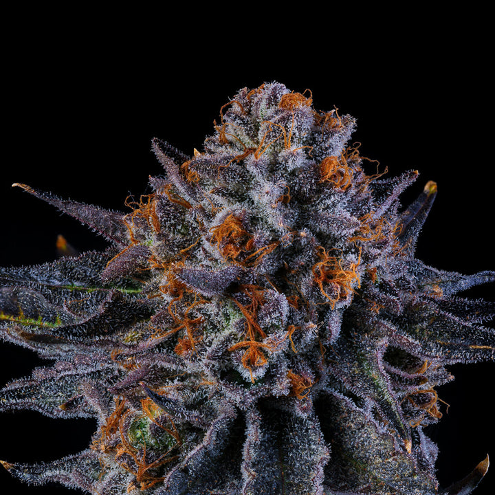 Wizard Trees Genetics