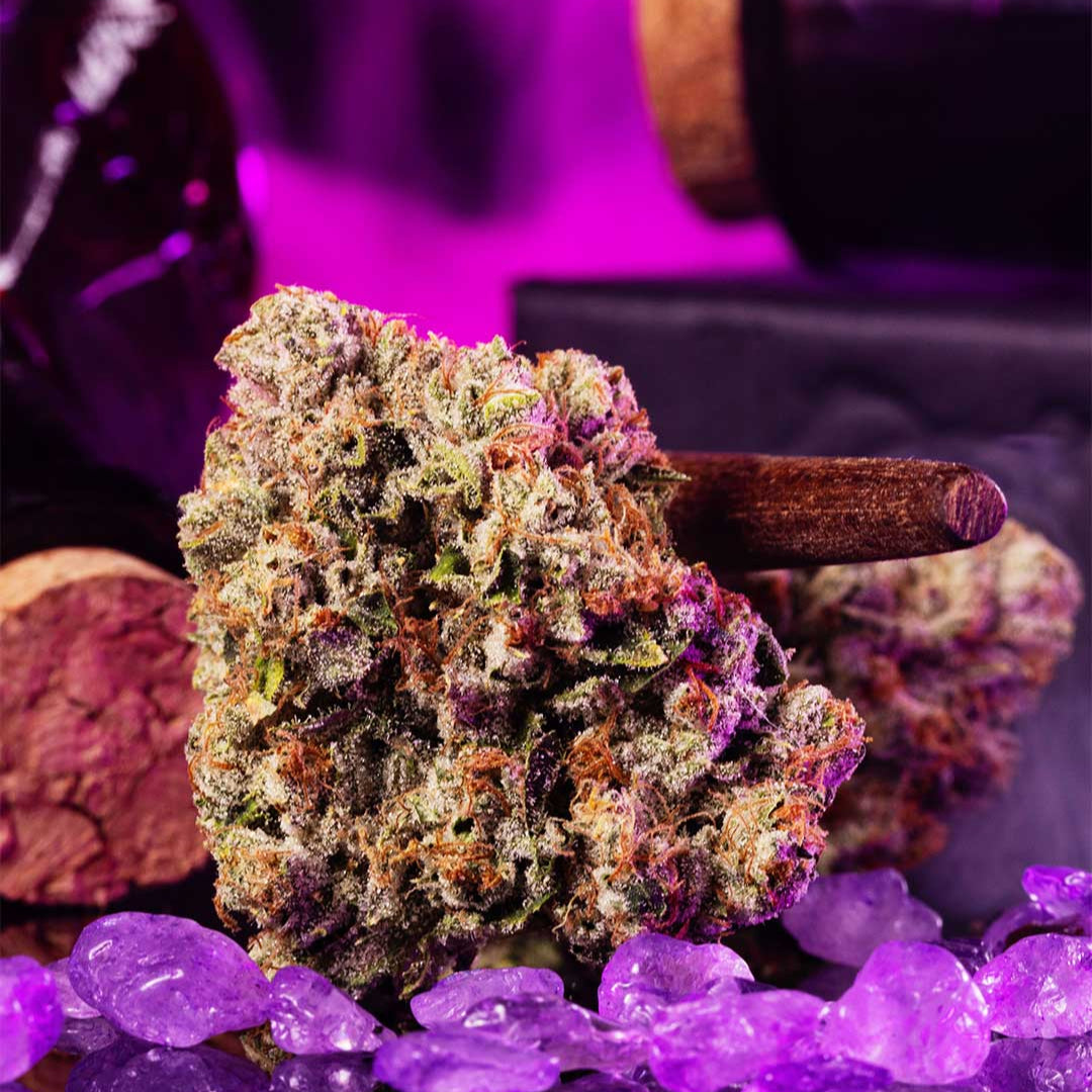 Wizard Fuel Wizard Trees Genetics wizard-fuel-wizard-trees-genetics