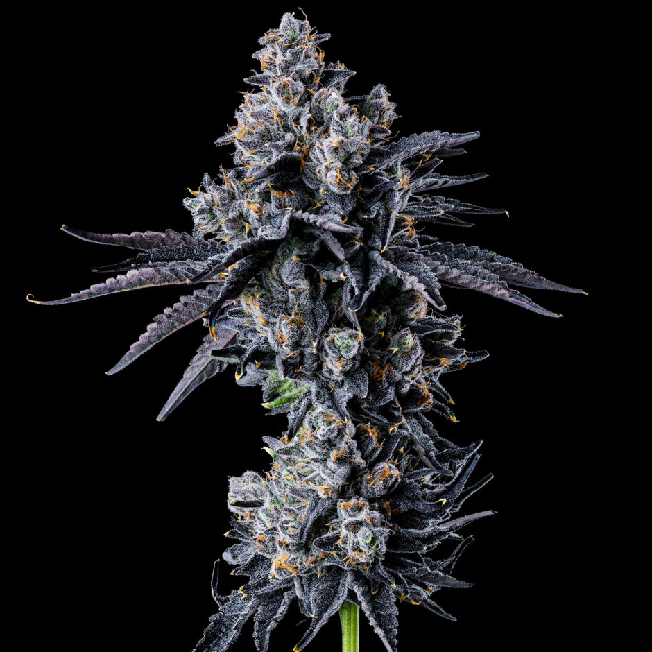 Wizard Trees Genetics