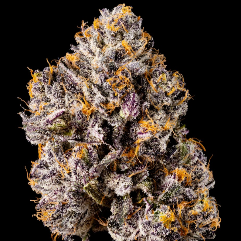 Zangria S1 – Wizard Trees Genetics